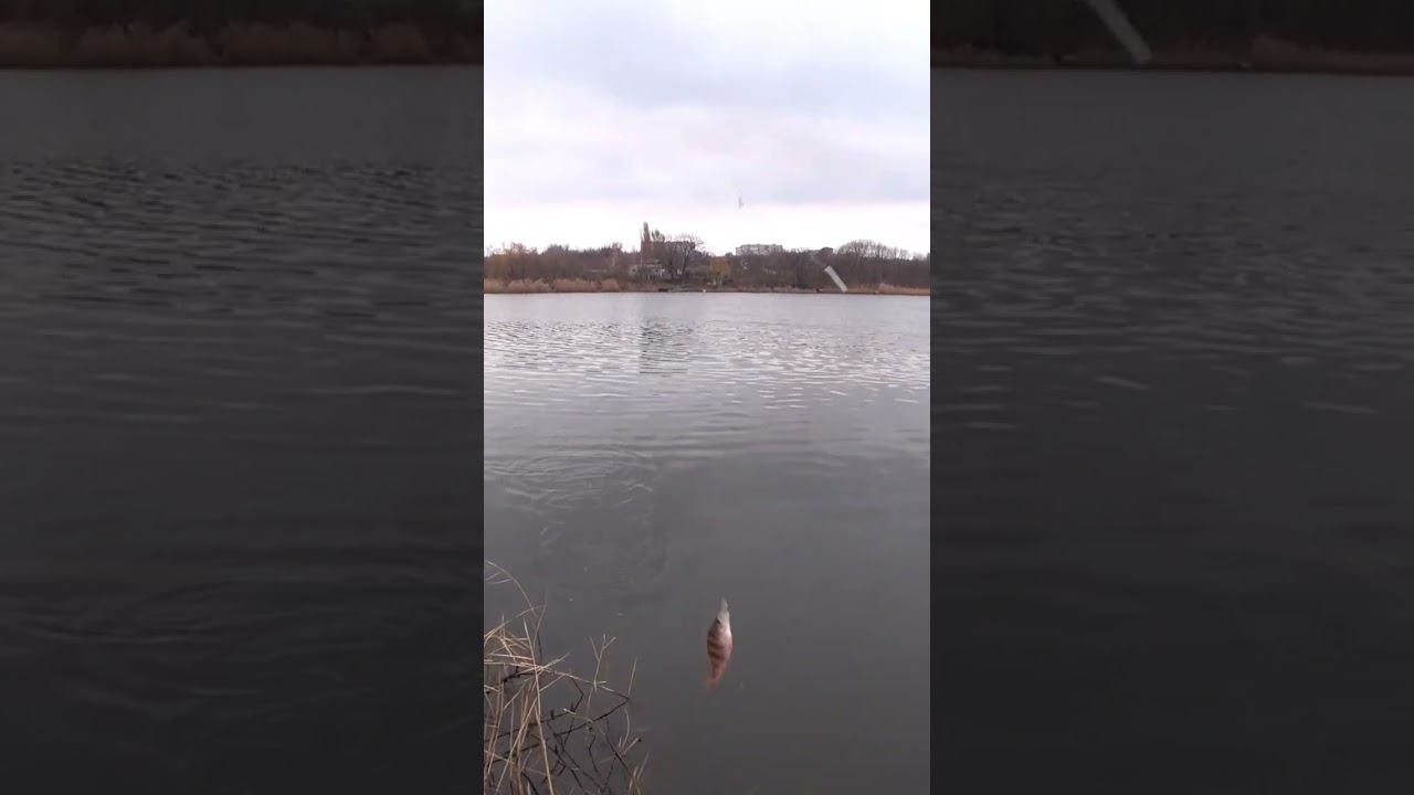 А вы доверяете офсетному крючку? #рыбалка #fishing #джиг #shorts смотреть онлайн