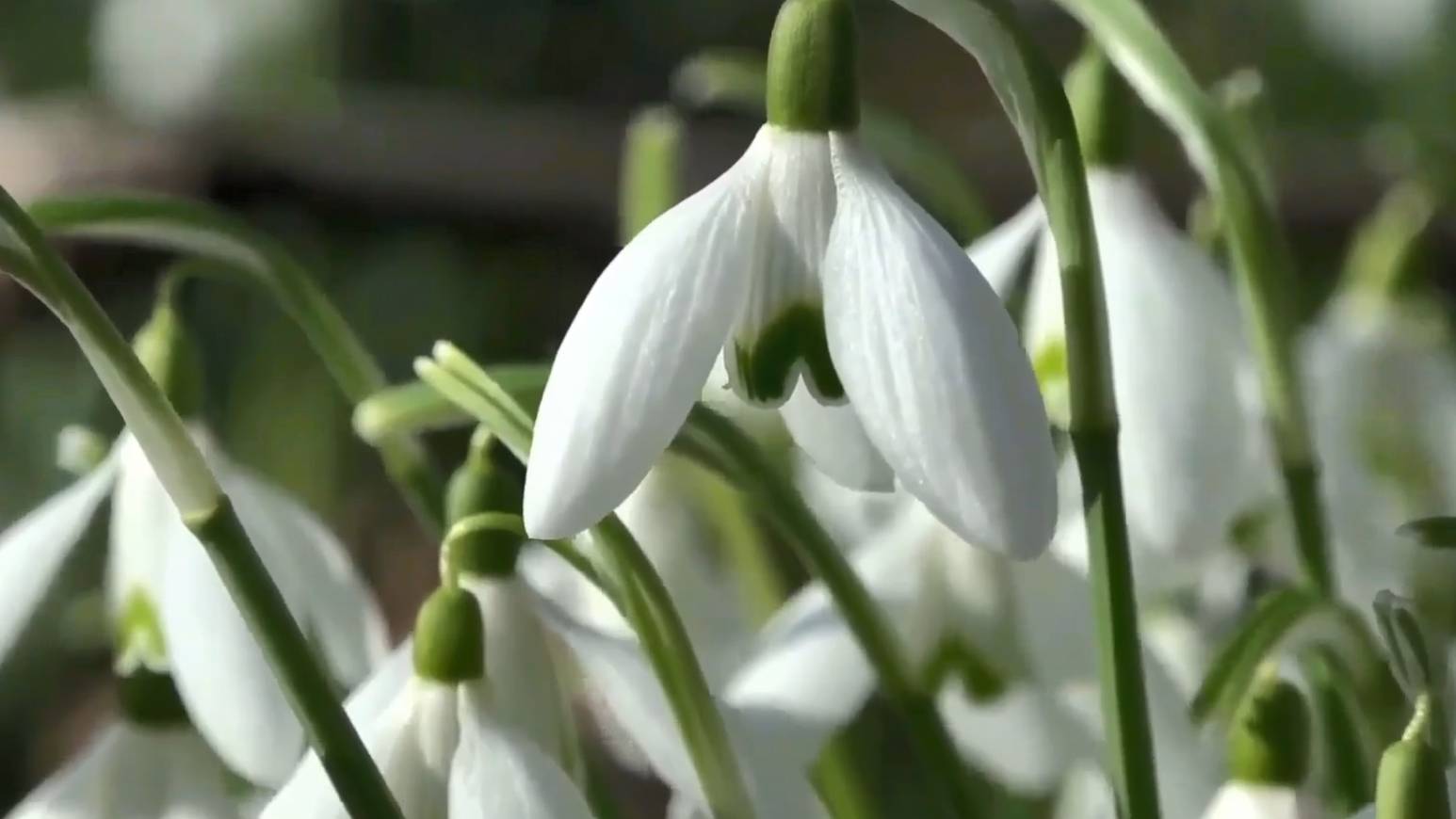 Музыка весенних цветов