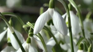 Музыка весенних цветов