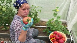 Обрезка листьев помидоров. Собираю томаты.