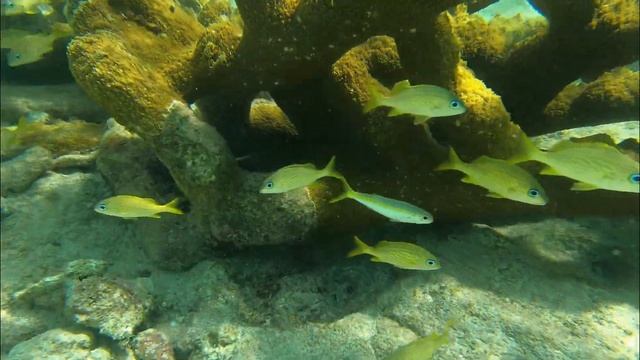 WithPaul & I - Little Cayman смотреть онлайн