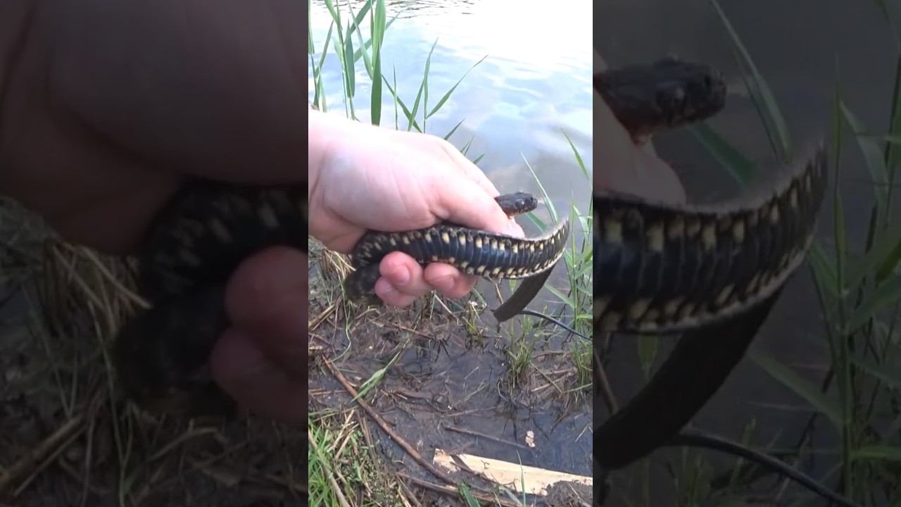 Уж или гадюка? #рыбалка #fishing #змеи #shorts смотреть онлайн