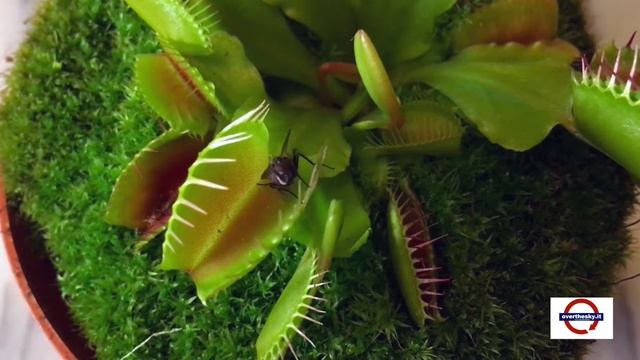 Pianta Carnivora: Dionaea Muscipula / Venus Flytrap (IN ACTION) смотреть онлайн