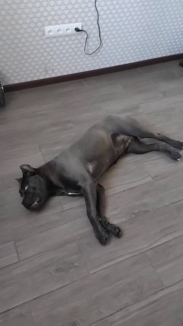 Выучили новую команду "Умри"😅 Cane Corso Learned a new command die смотреть онлайн