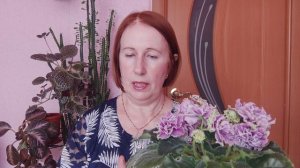 Мошки на фиалках. Как избавиться???