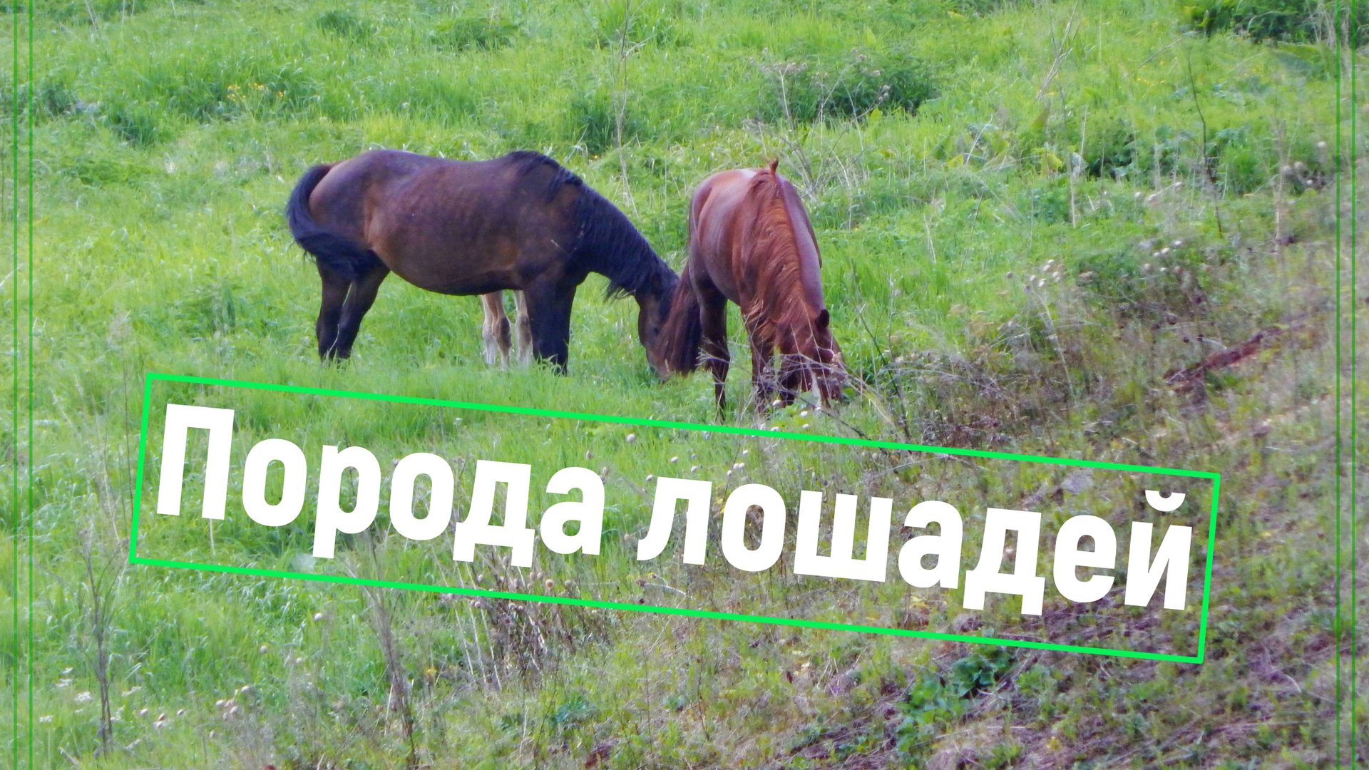 Порода лошадей