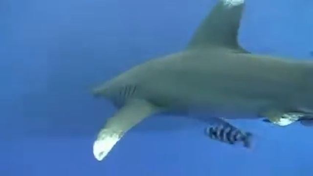 Carcharodon Carcharias смотреть онлайн