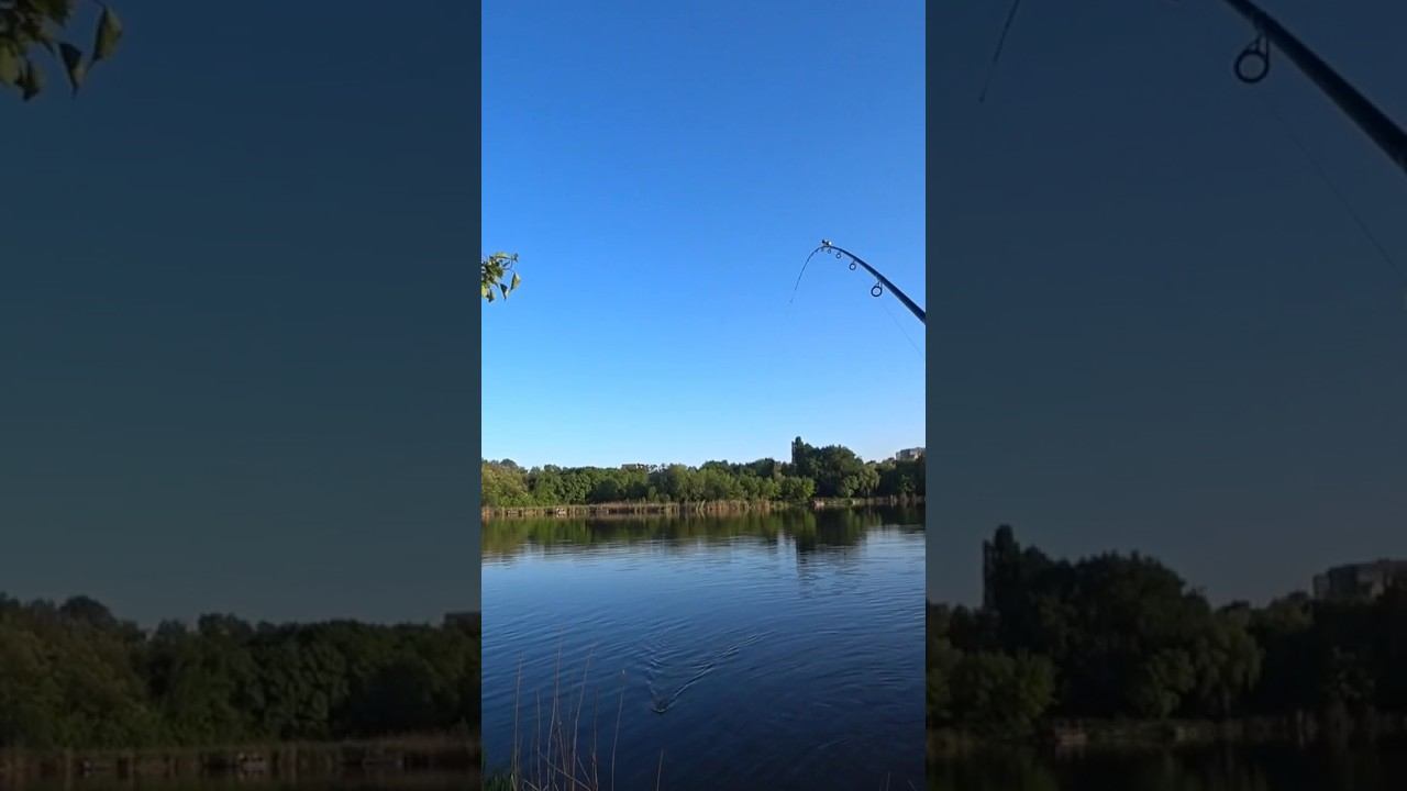 Поклёвка на фидер #fishing #рыбалка #фидер #shorts смотреть онлайн