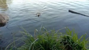 Рефтинское водохранилище .
Время карасей .