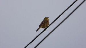 Голоса птиц, Овсянка поет, наблюдение птиц в Новгородской области, Вяжищи, 5 апреля 2025