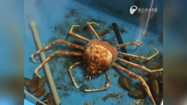 Камчатский КРАБ меняет старый панцирь, краб линяет смотреть онлайн