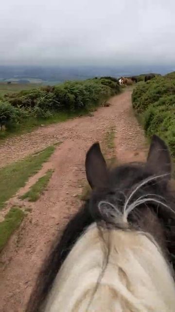 wild horses holiday july 2021 смотреть онлайн