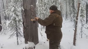 промысел 15 , север,охота на соболя