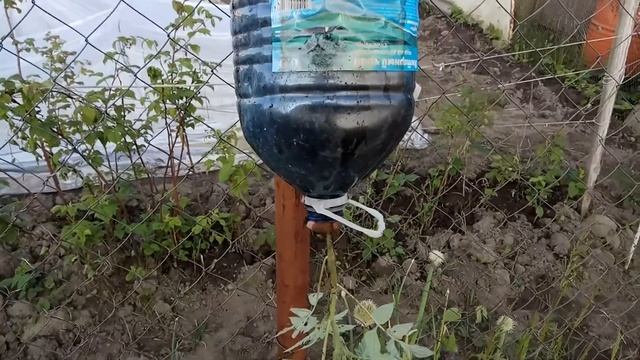 Помидоры в подвесных грядках/эксперимент смотреть онлайн