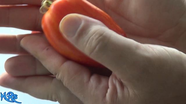 ⟹ Speckled Roman Tomato | Solanum lycopersicum | Tomato Review 2019 смотреть онлайн
