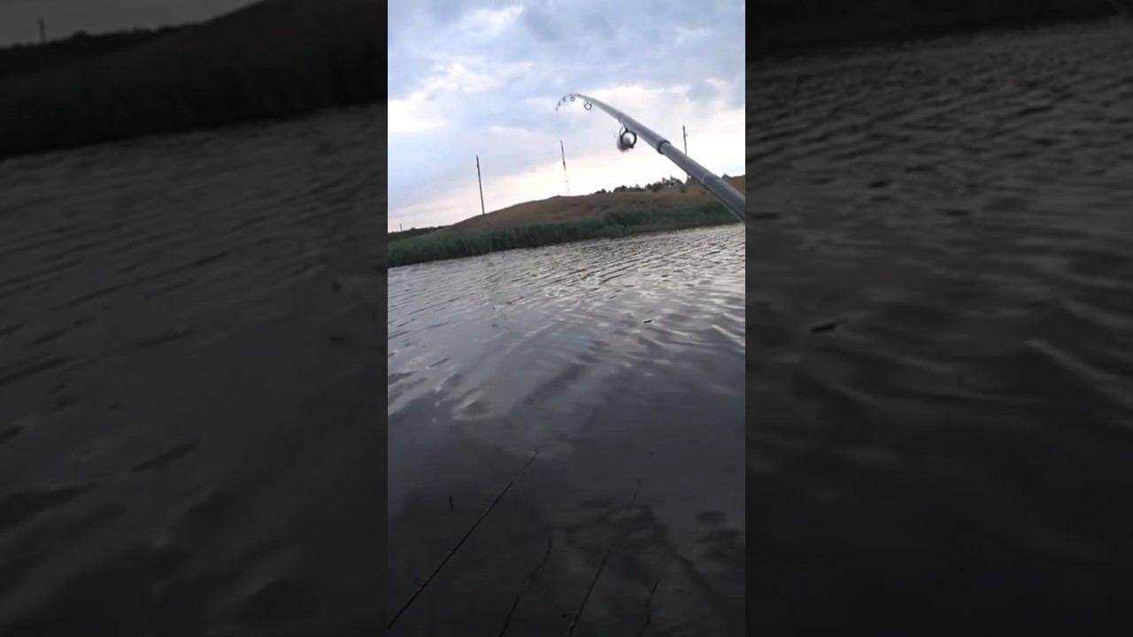 Вечерняя рыбалка #карась #fishing #рыбалка #shorts смотреть онлайн