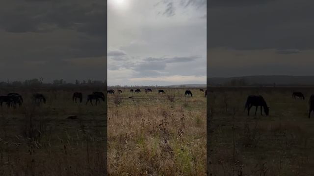 инвестиции в 1 млн с доходностью до 50% 89009696276 Михаил смотреть онлайн