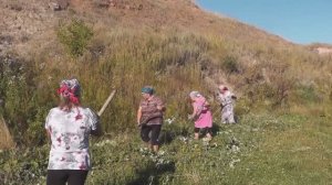 Косил Ясь конюшину