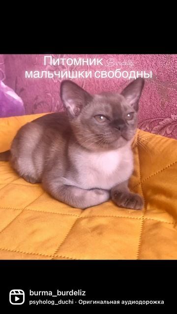 Европейская бурма смотреть онлайн