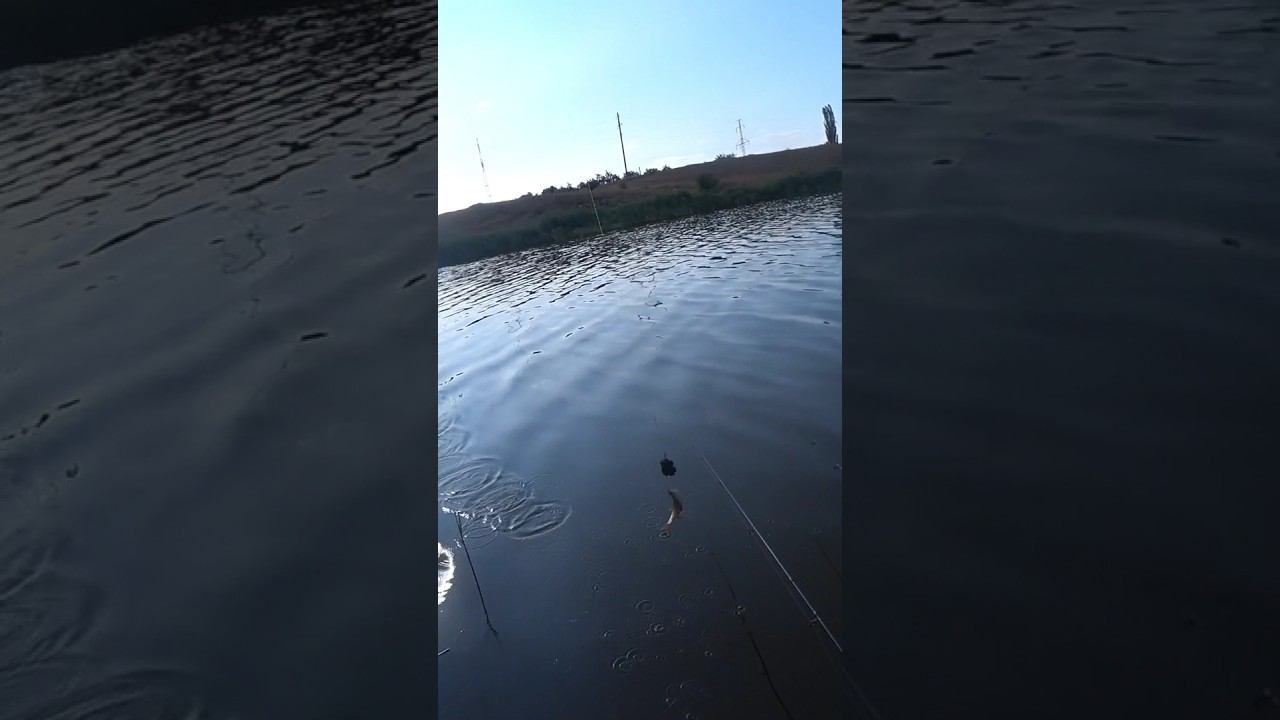 Жадная рыба #рыбалка #fishing #донка #shorts смотреть онлайн