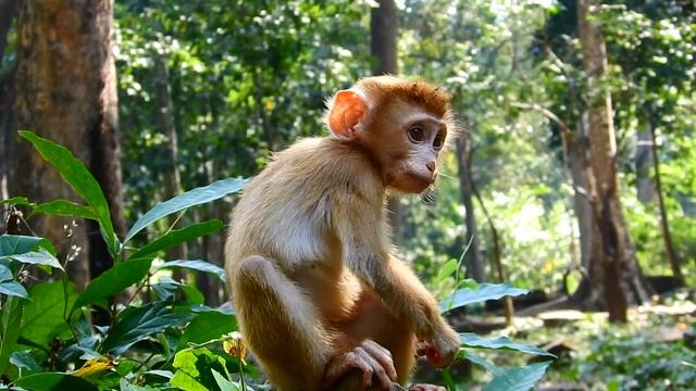 New Abandoned Monkey Walk Pick Up Left Mango On Ground To Eat Cuz He Hungry
