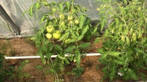 Никогда ее не будет, если делать это. Фитофтора на помидорах.