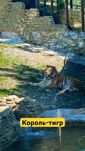 Король-тигр смотреть онлайн
