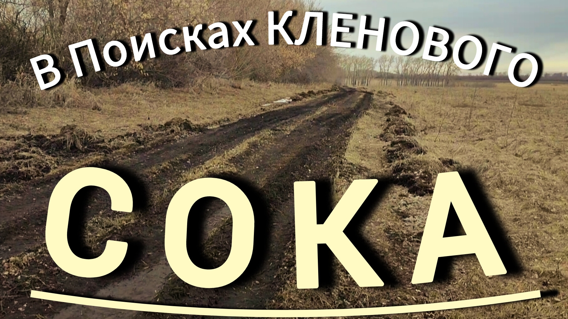 в поисках кленового сока