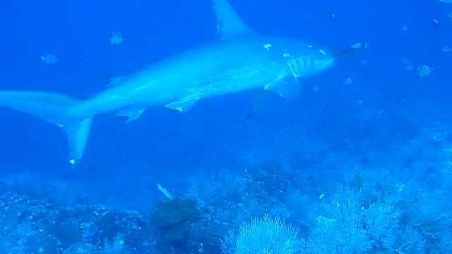 Hammerhead Shark Darwin's Arch - Galapagos Islands смотреть онлайн