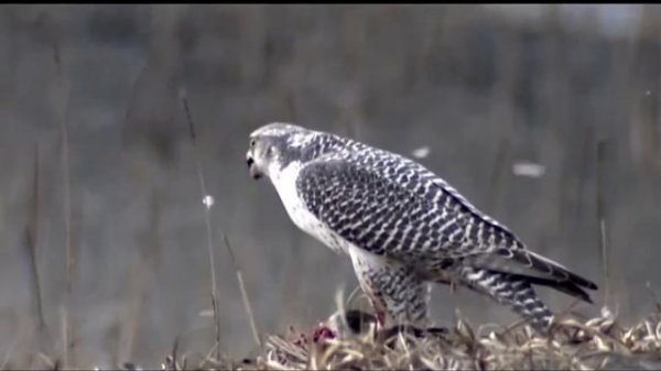 Кречет   Falco rusticolus ГОЛОС