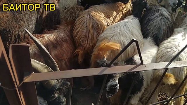 МОЛБОЗОРИ ХОВАЛИНГ 1.05.2022СОЛ смотреть онлайн