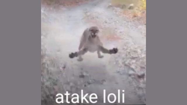 Atake loli - мем, оригинал (Atake loli meme) смотреть онлайн