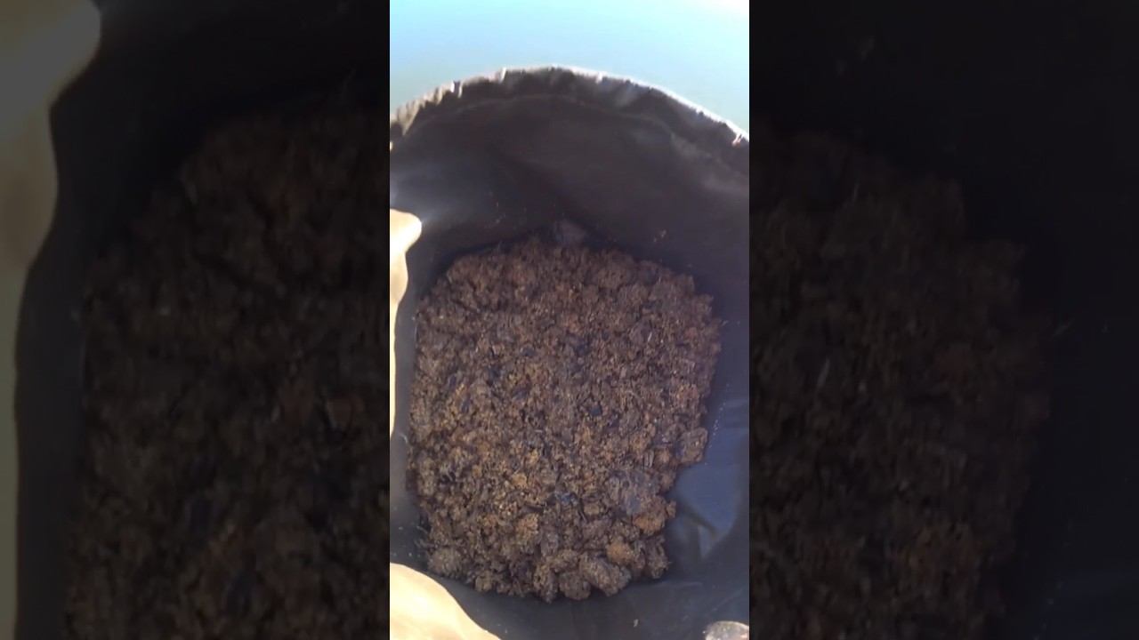 Рыбацкая хитрость #fishing #рыбалка #прикормка #фидер #shorts смотреть онлайн