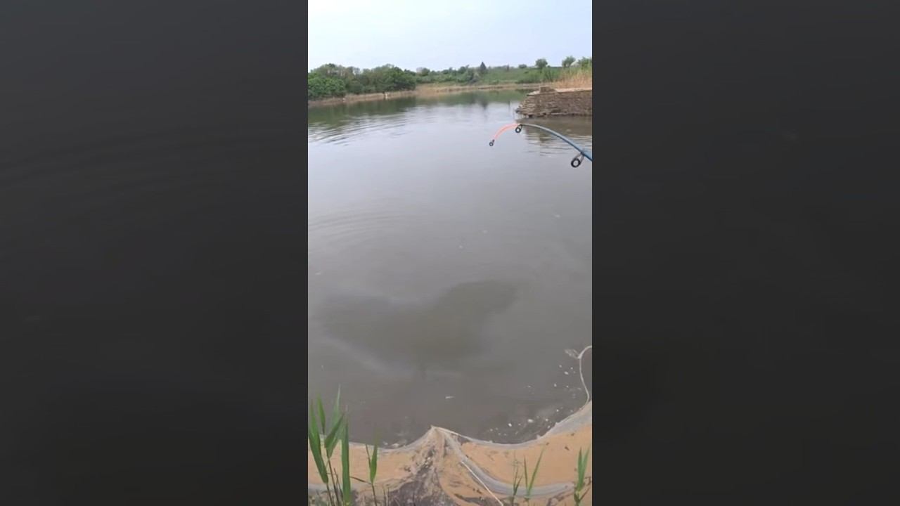 Попался бутуз #рыбалка #fishing #поплавок #shorts смотреть онлайн