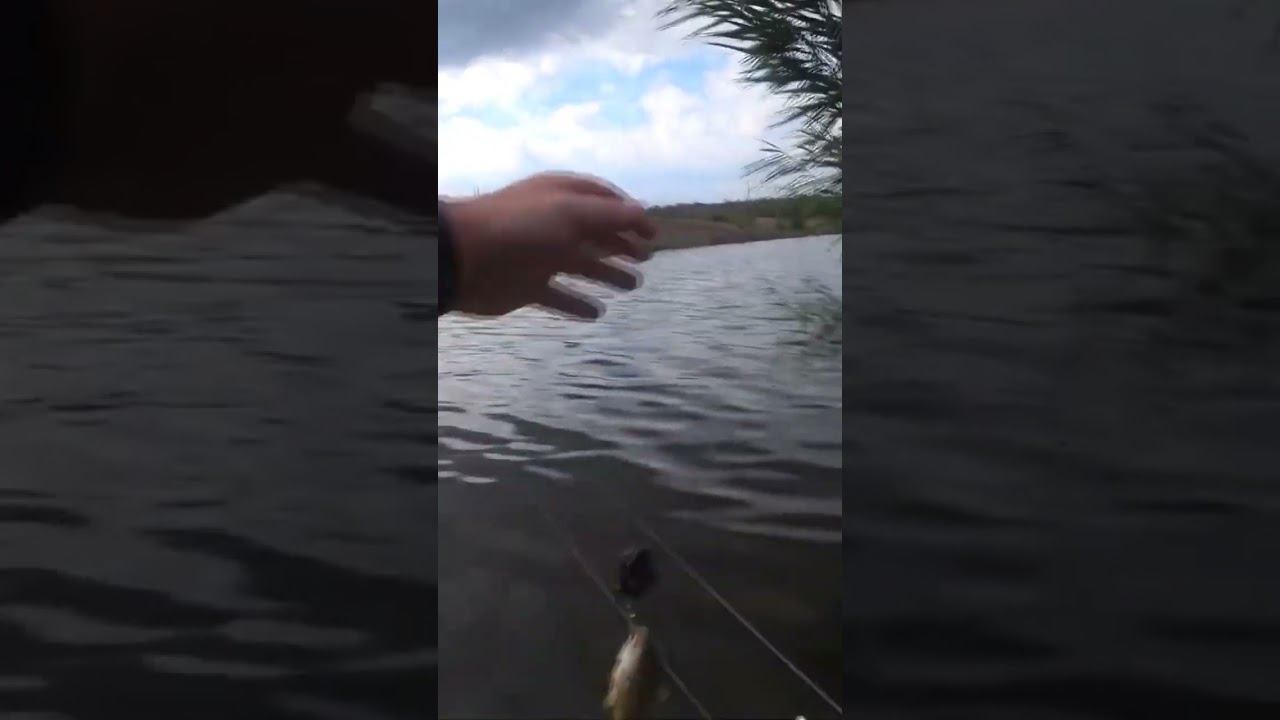 Карась на макушатник #рыбалка #карась #fishing #shorts смотреть онлайн