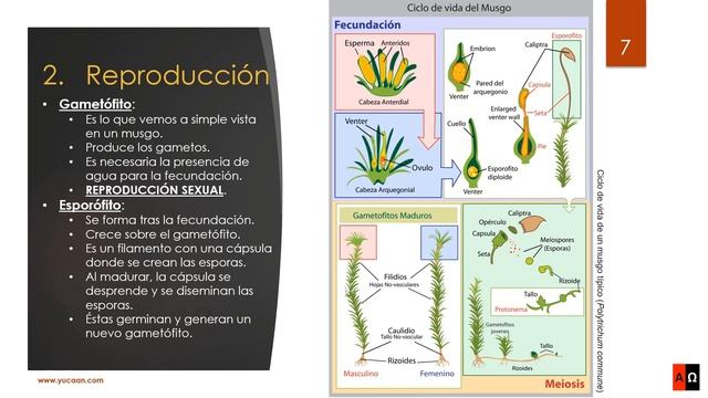 Reino plantas. Sin semilla. Briofitas. Pteridofitas смотреть онлайн