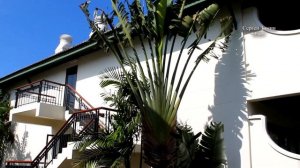 Peach Hill Resort 4*  Пхукет, Таиланд - Отличный отель, хорошее расположение