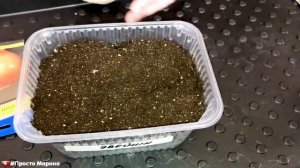 Посев семян лука на рассаду.