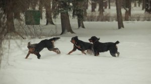 ВЫВОДКА гордонов ККОС МОО ЛООиР 21.01.2012 г.