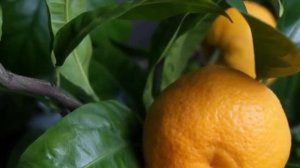 ЛЕКАРСТВЕННЫЕ РАСТЕНИЯ. ЮНЫЙ ЦВЕТОВОД