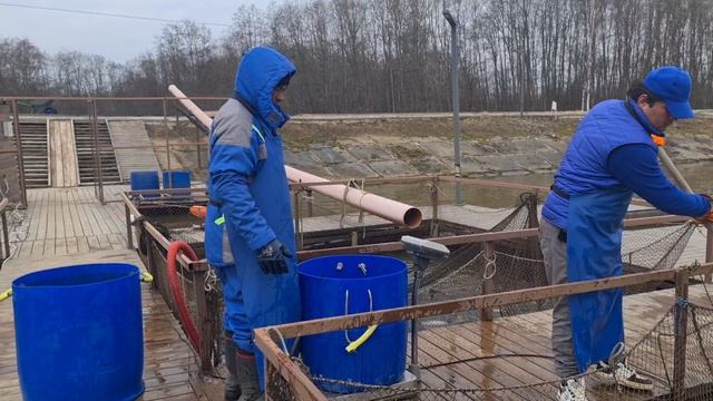 Запуск форели смотреть онлайн