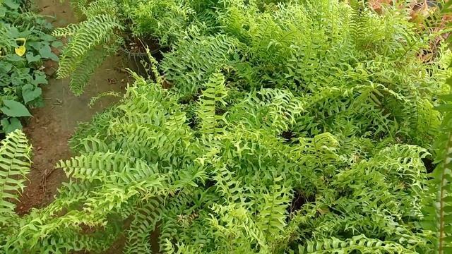 Fishtail Sword Fern (Fish-Tail Fern, Weeping Sword Fern) Evergreen, Ornamental Foliage Garden plant смотреть онлайн