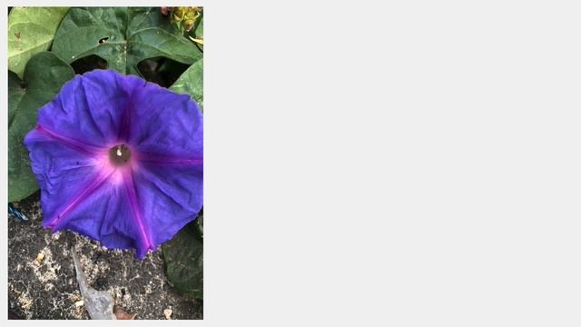 Oceanblue Morning Glory Flower | Ipomoea indica смотреть онлайн