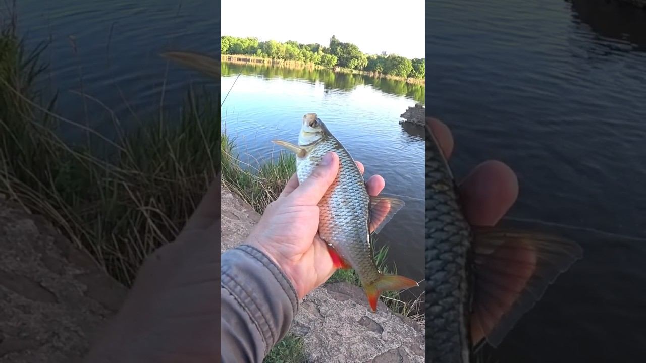 Краснопёрка на поплавок #fishing #рыбалка #shorts смотреть онлайн