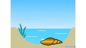 Цикл развития печеночного сосальщика