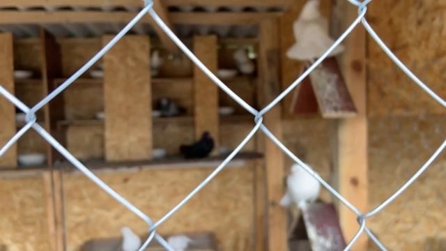 в Северодонецке строится зооуголок смотреть онлайн