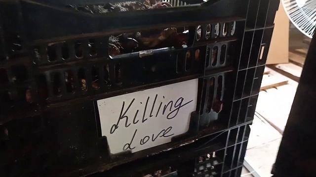 Лук после выгонки. Сушим. смотреть онлайн