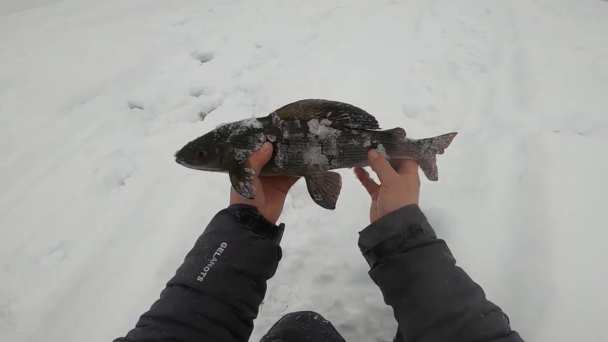 На рыбалку в Эвенкию за трофейным хариусом! День первый. 27.02.2022 смотреть онлайн