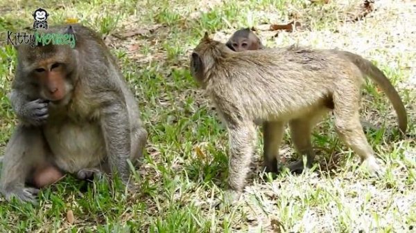 Baby monkey cry, Why big monkey do like this with Sweet Pea, Monkey Camp part 1380