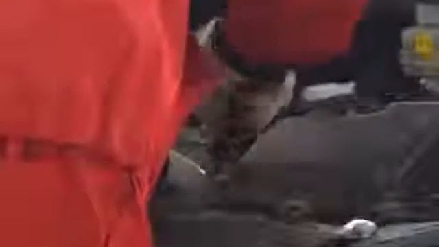 Recomendovano смотреть онлайн